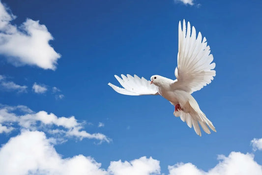 Flight of the dove