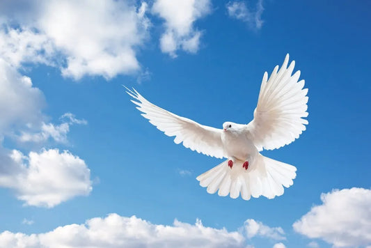 The dove in the sky