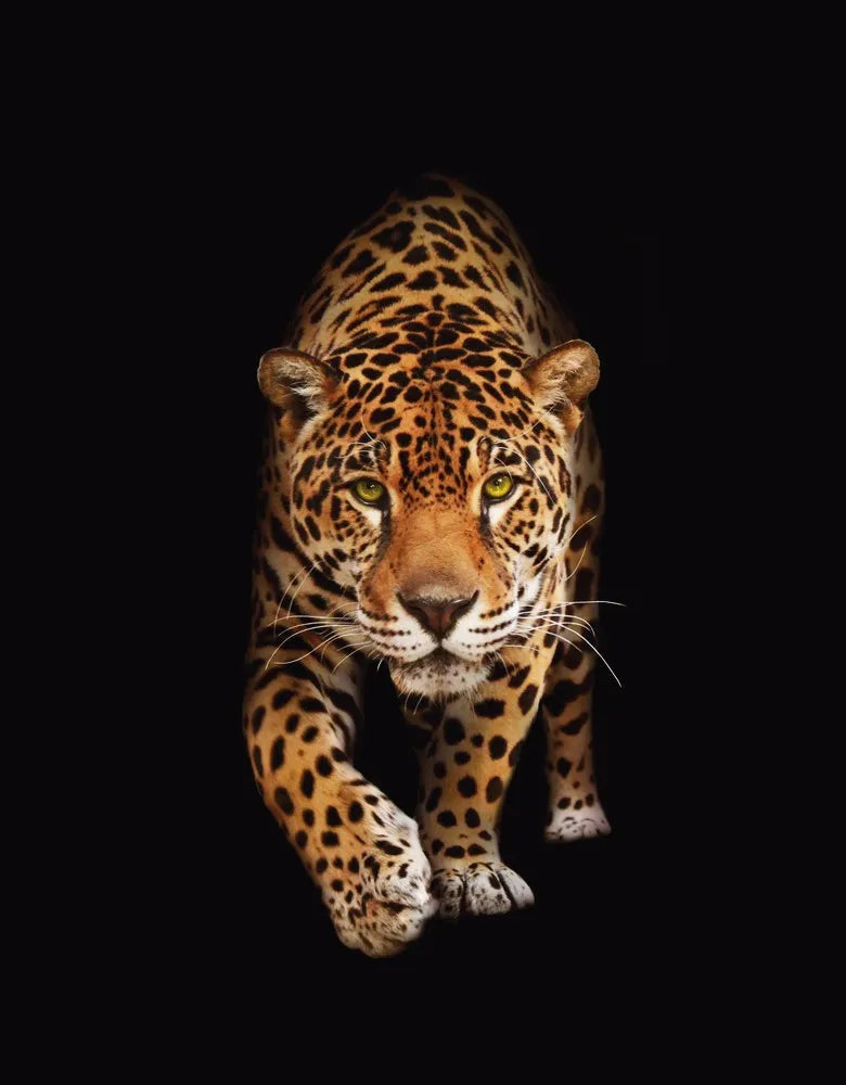 Jaguar