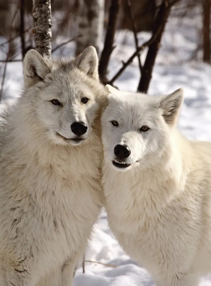 Wolves, Arctic