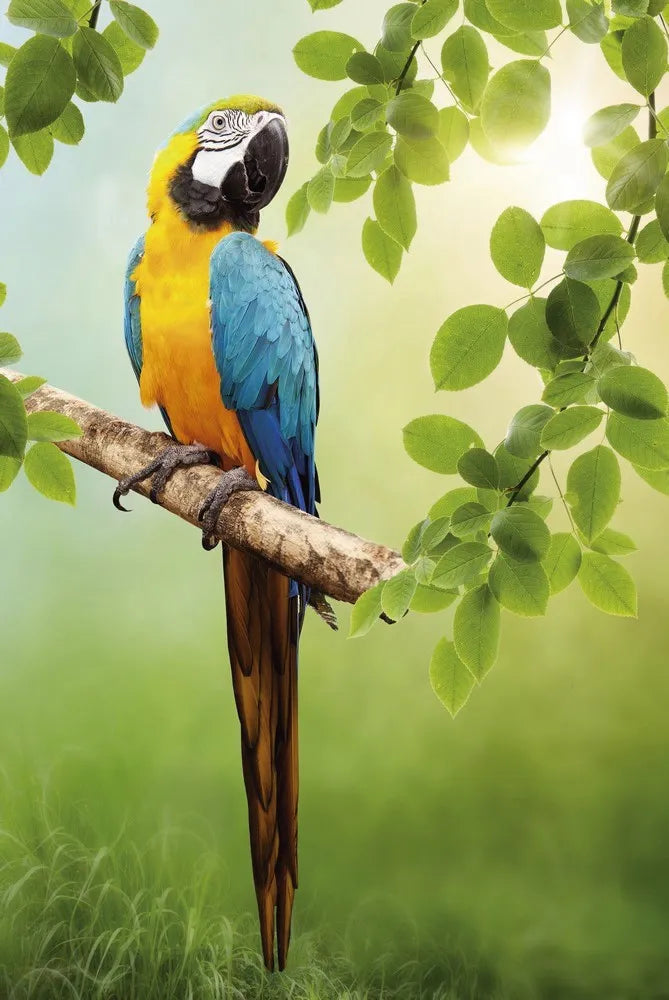 Macaw Parrot