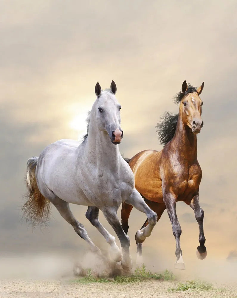 Two stallions galloping