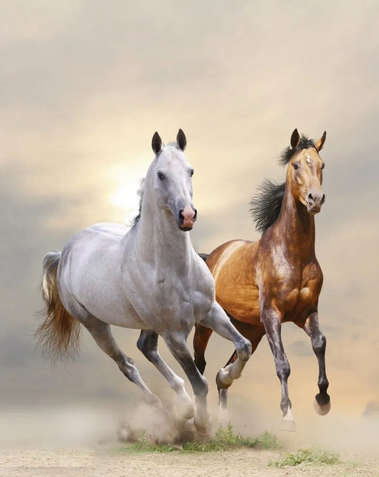 Two stallions galloping