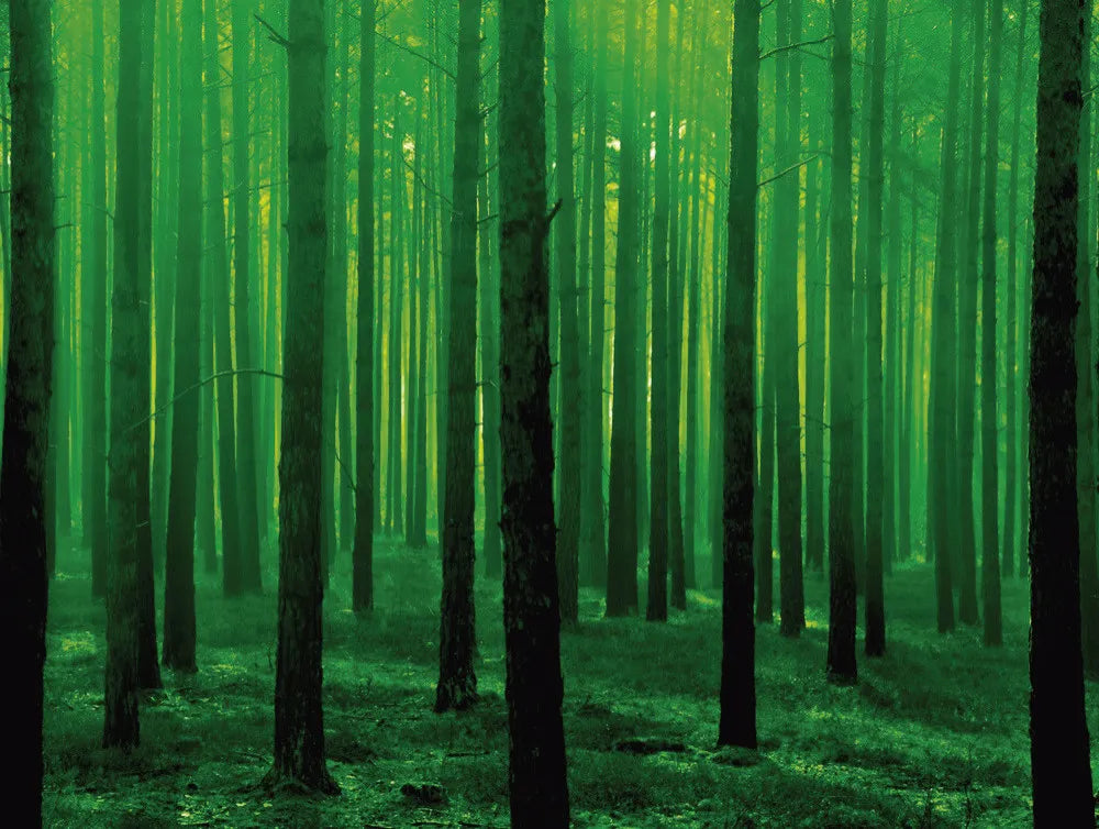 Green forest