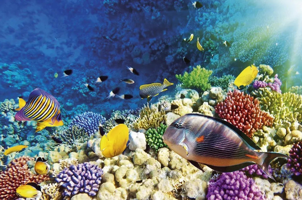 Fish under water