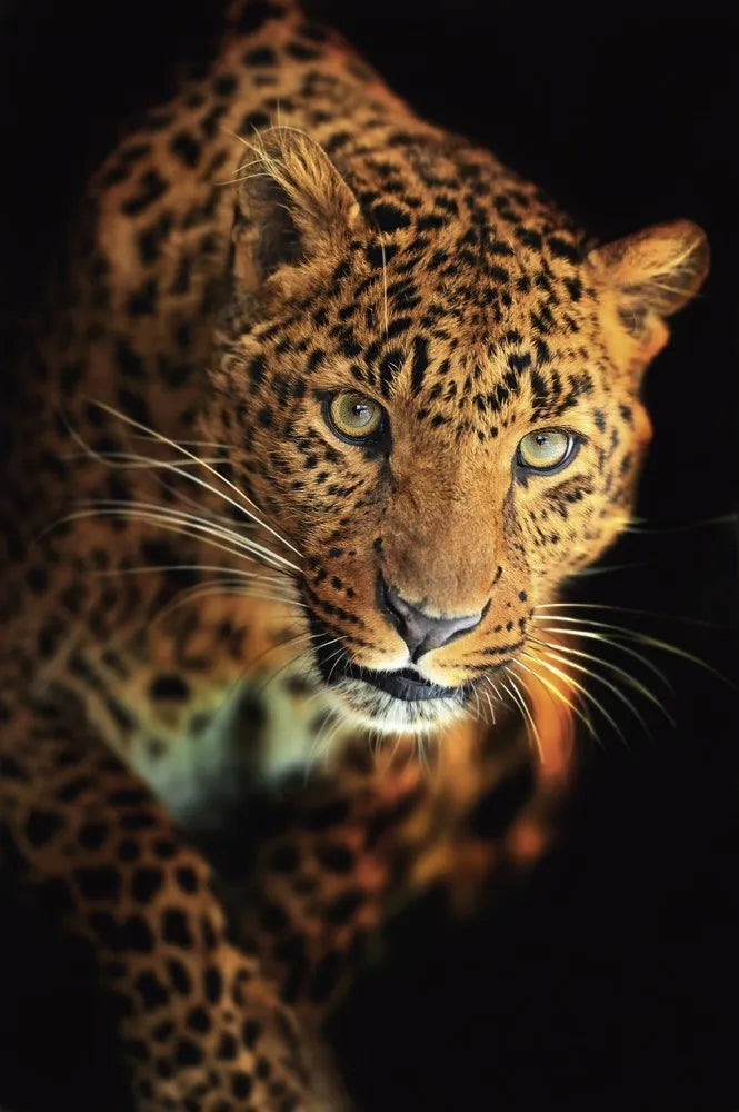 Leopard