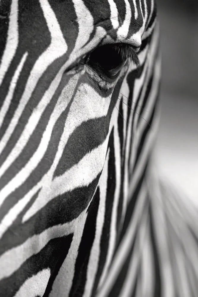 Zebra closeup