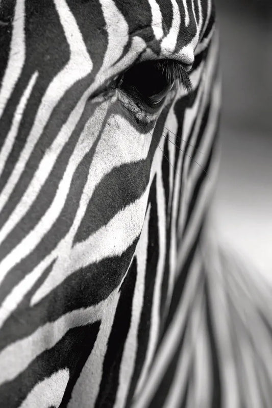 Zebra closeup