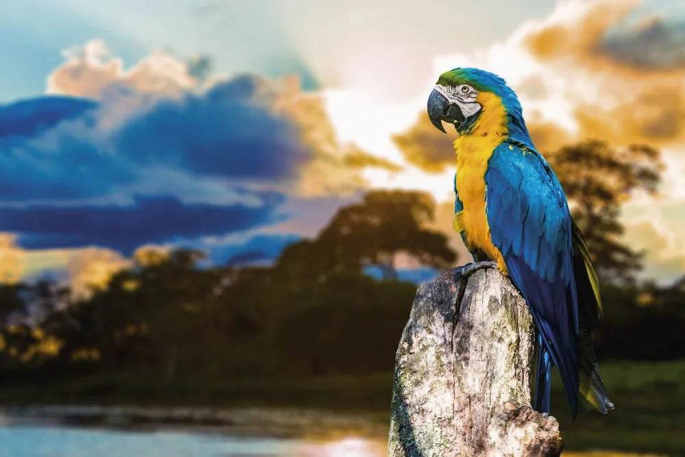 Macaw Parrot