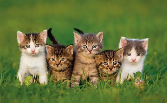 Kittens in the grass