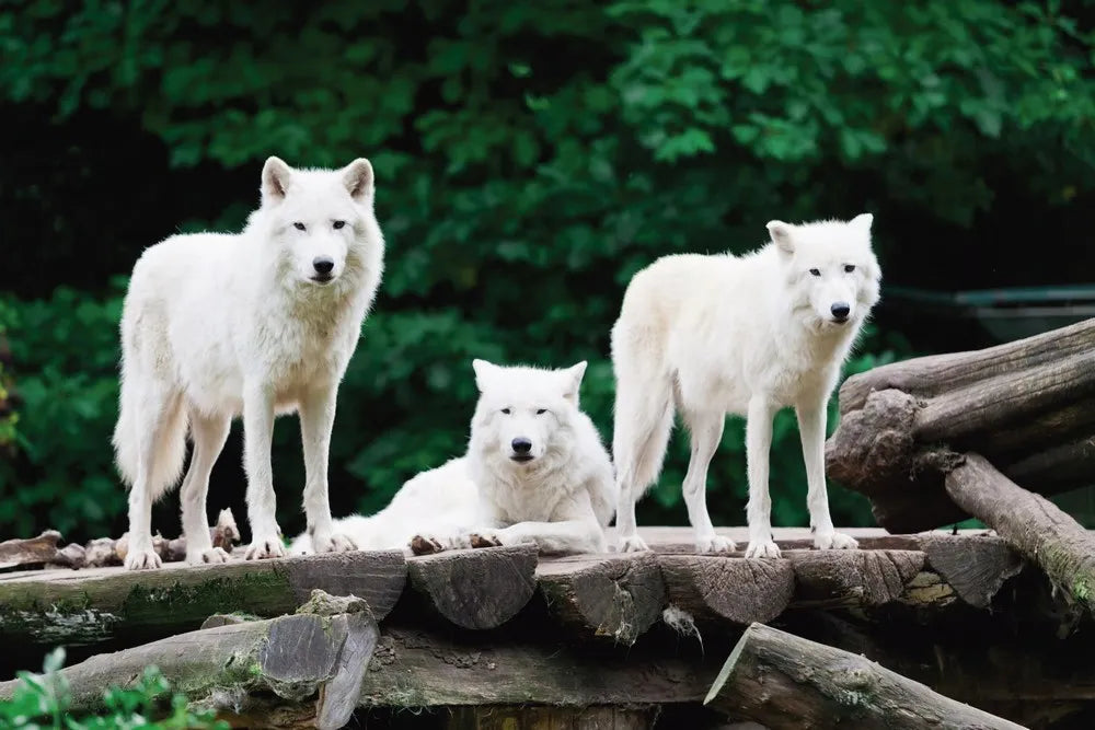 The Arctic wolves