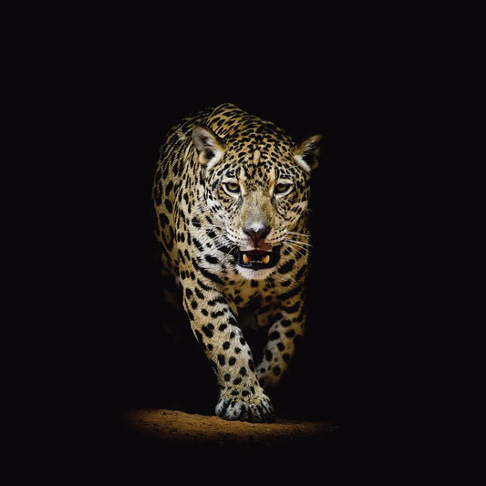 Leoprad