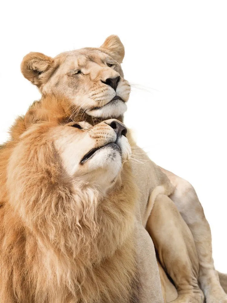 Lion and lioness