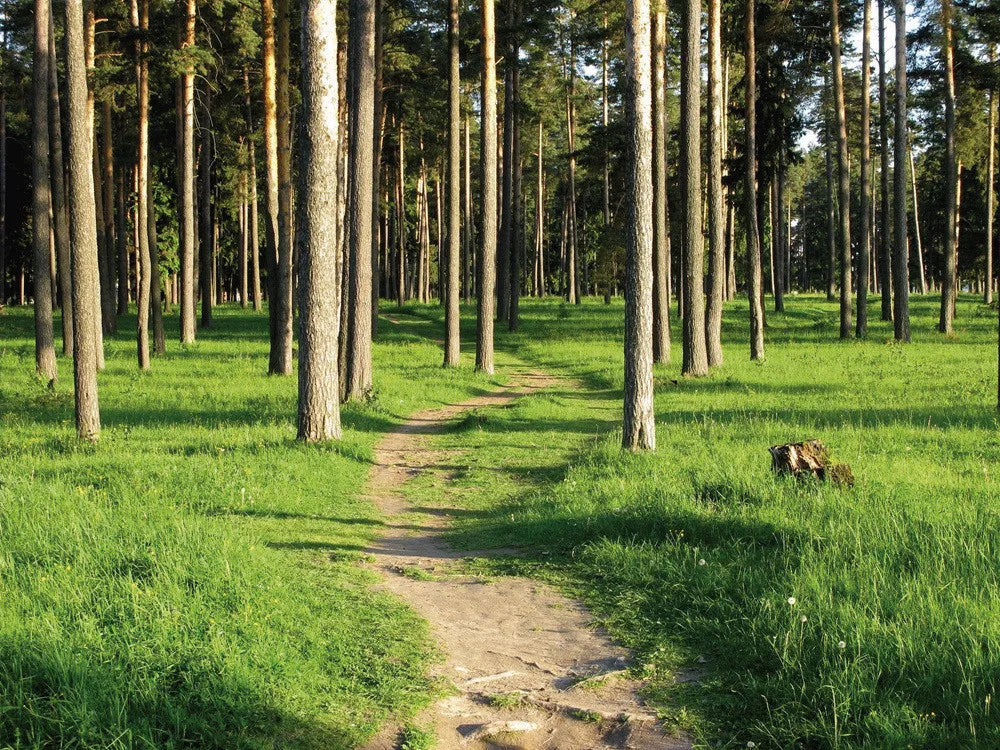 Coniferous forest