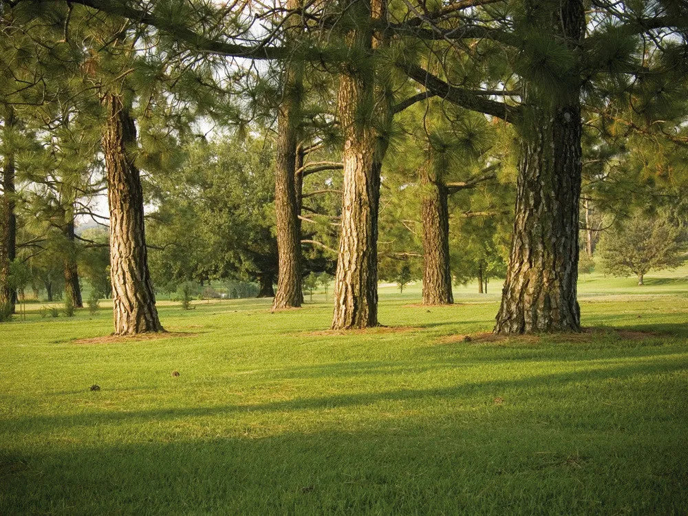 Trees