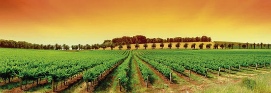 Vineyard