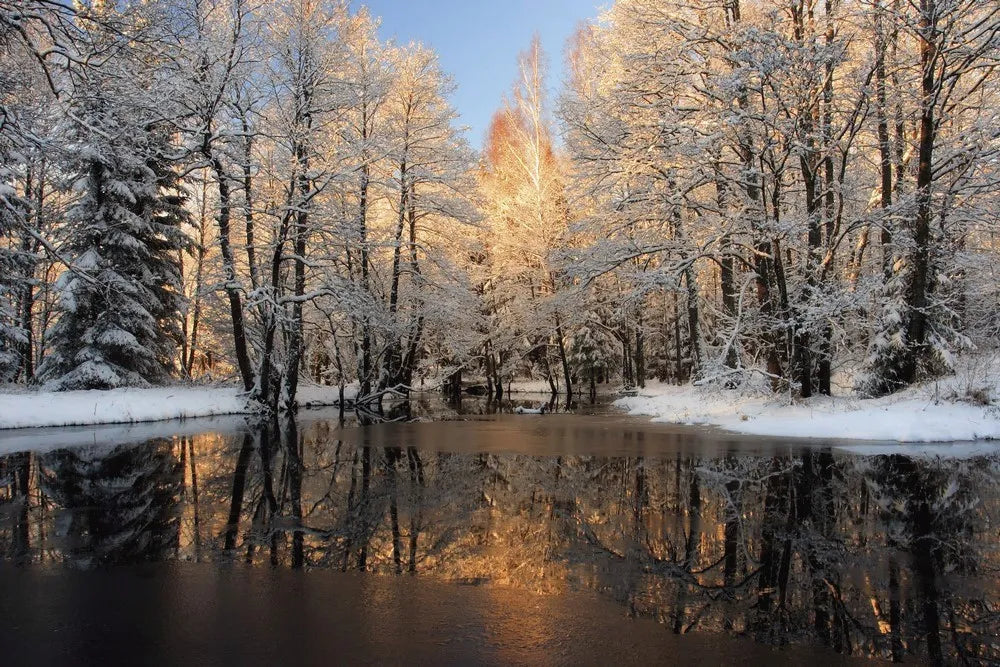 The river in the winter forest
