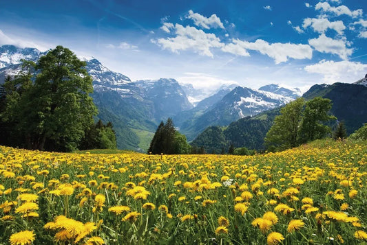 Glade of dandelions in the mountains