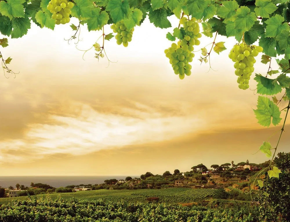 Grape plantations
