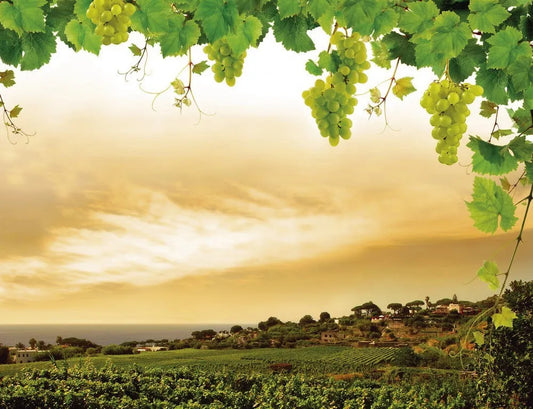 Grape plantations