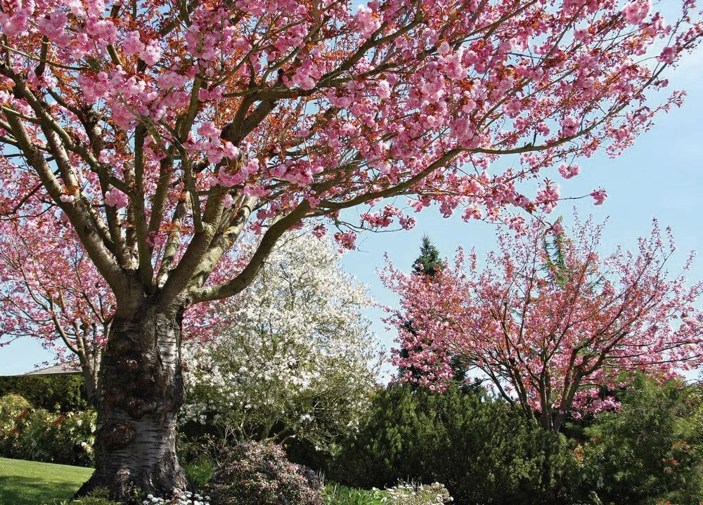 Cherry blossoms