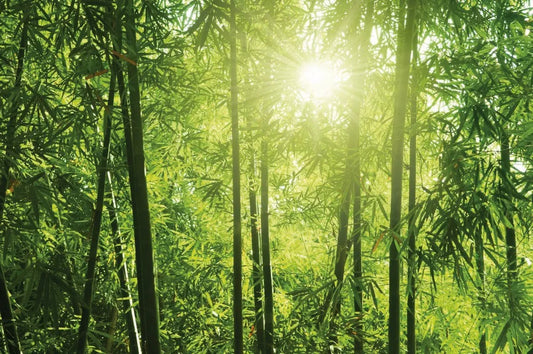 Bamboo forest