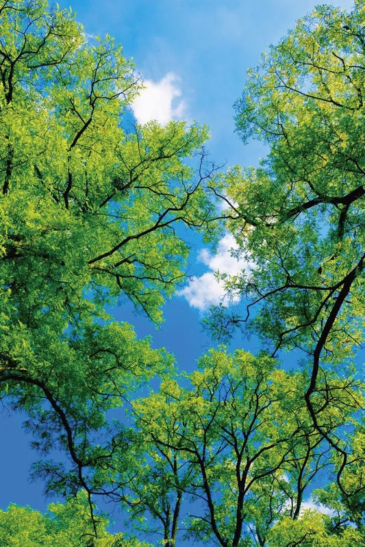 The tops of the trees