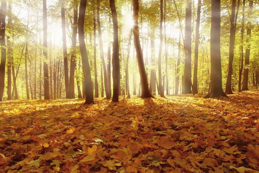 Forest, autumn