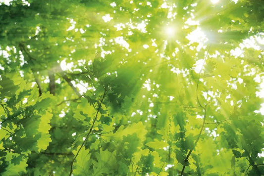 The sun through the leaves