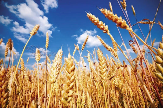 Wheat field