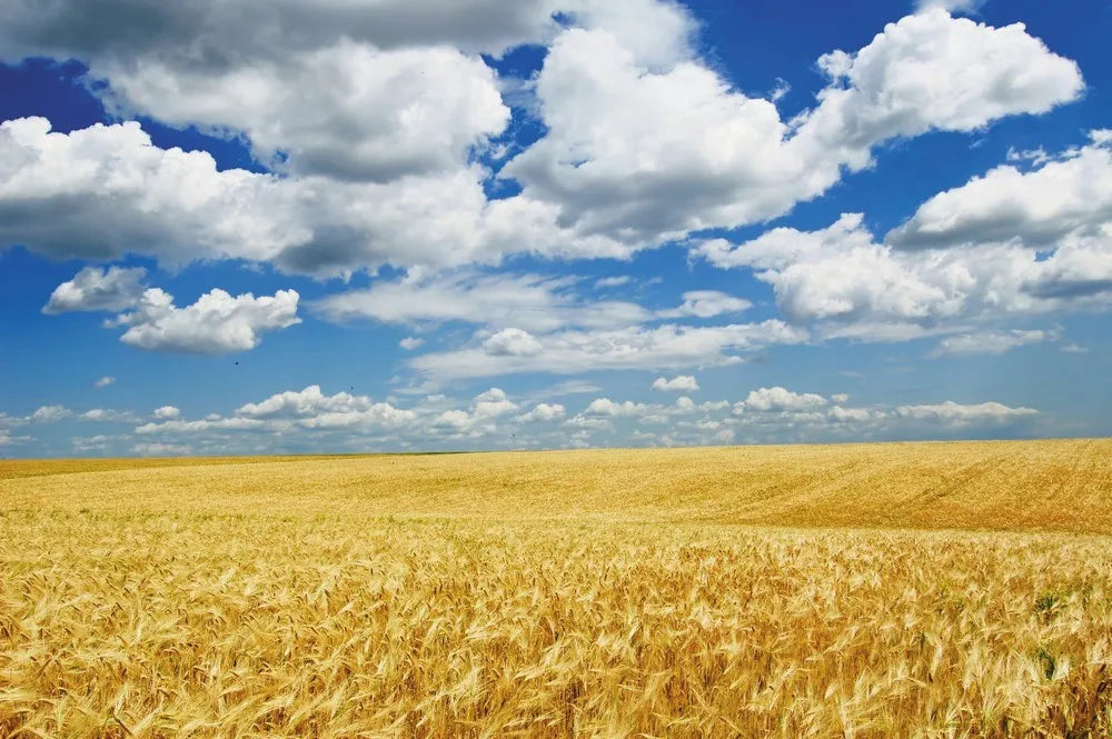 Wheat field