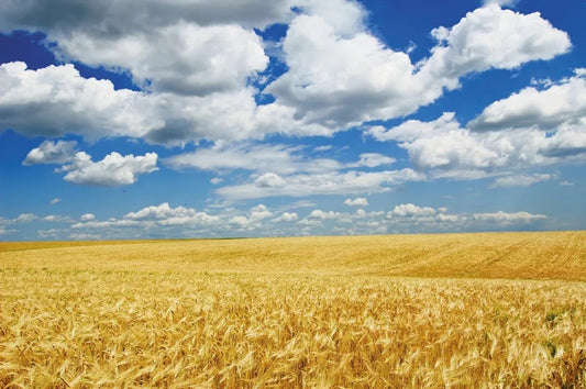 Wheat field
