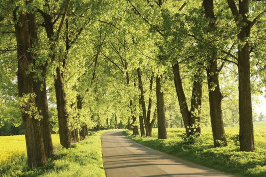 The trees near the road