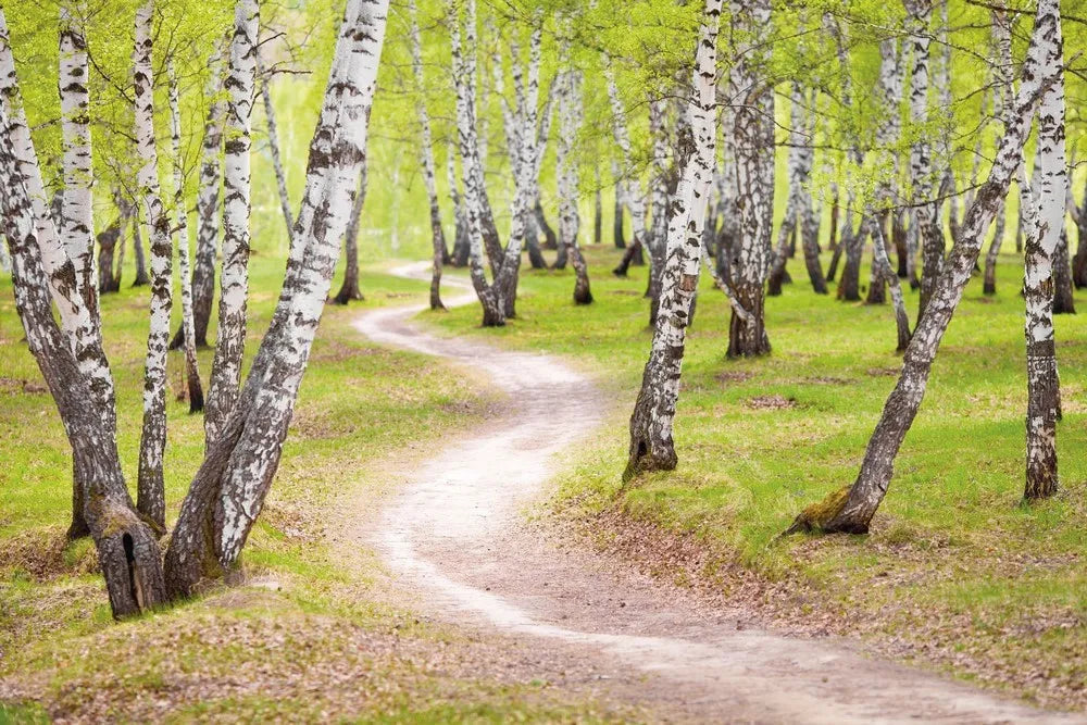 The path in the birch grove