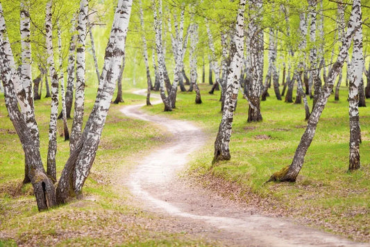 The path in the birch grove