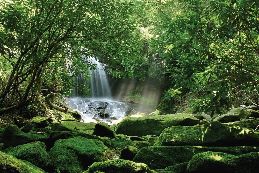 Waterfall in a dense forest
