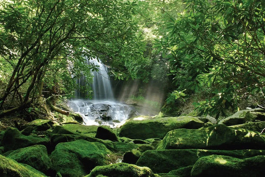 Waterfall in a dense forest