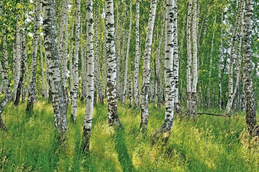 Birch grove