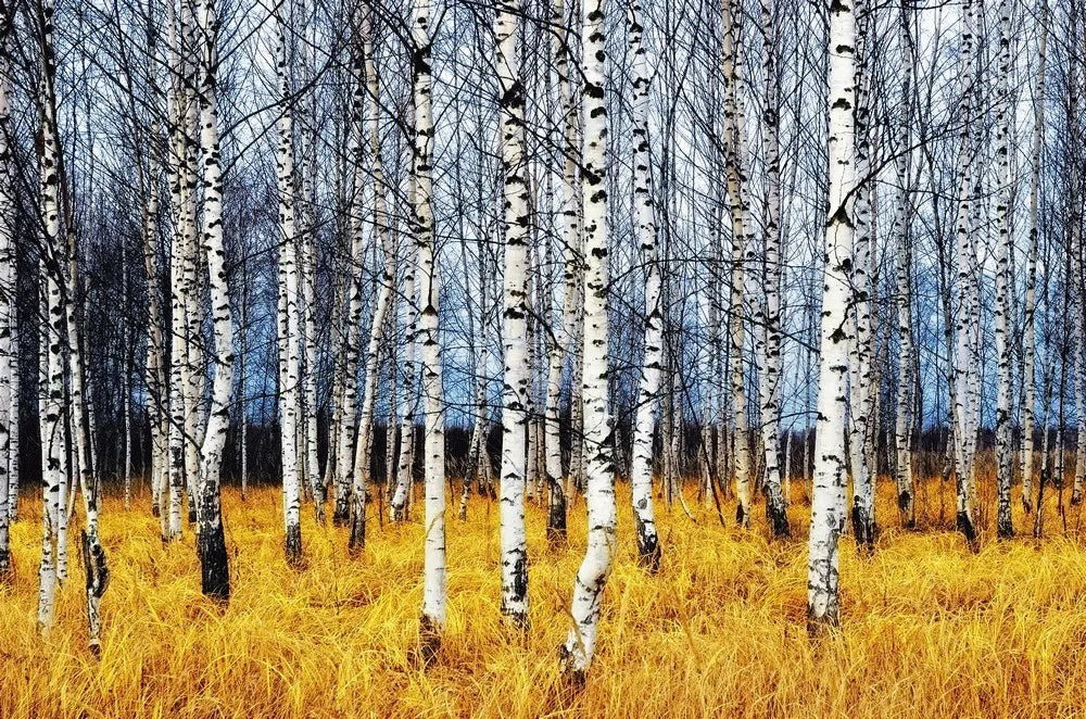 Autumn birches