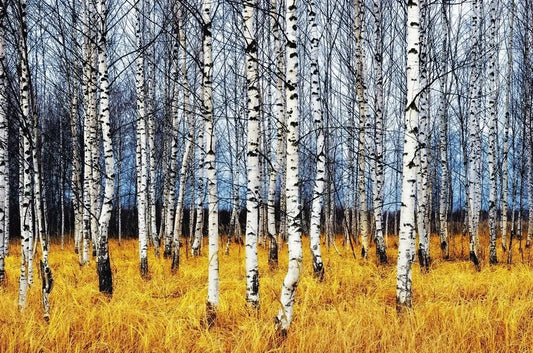 Autumn birches