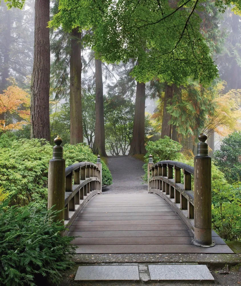 Bridge in the forest