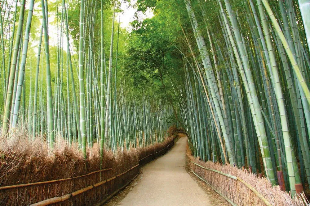 The trail in the bamboo forest