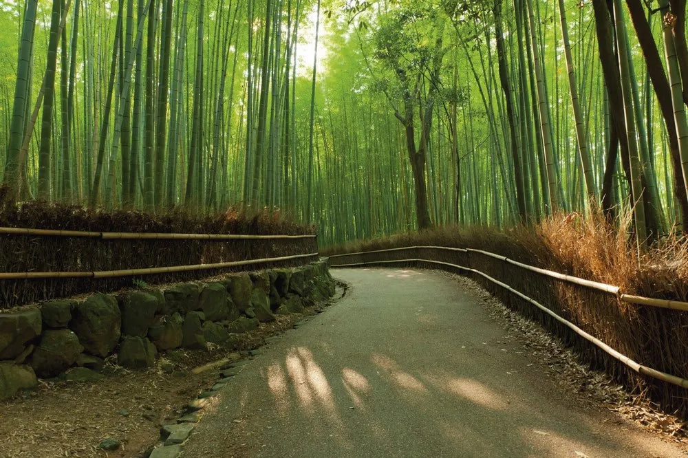 Bamboo forest trail