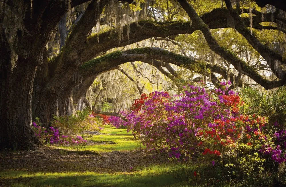 Flowers in the forest