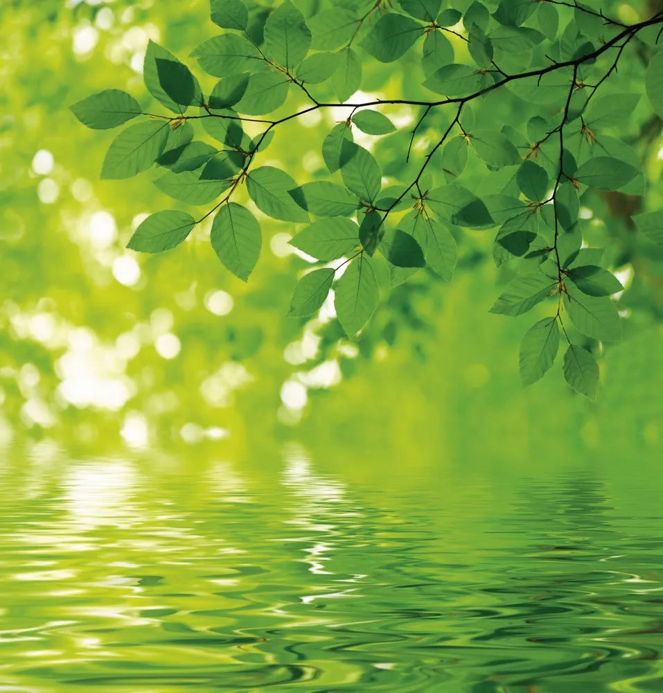 Twig over the water