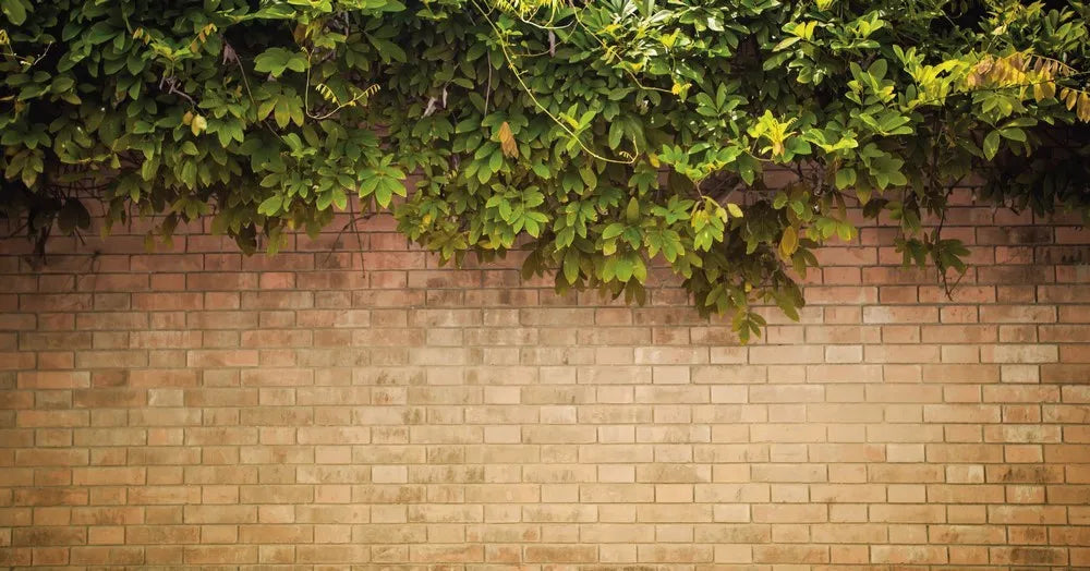 The branches on the brick fence
