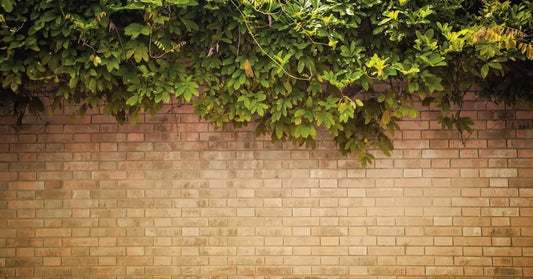 The branches on the brick fence