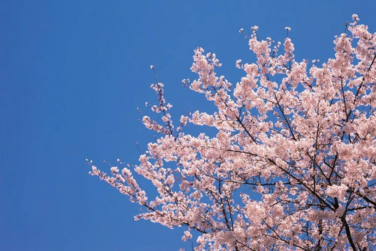 Cherry blossoms