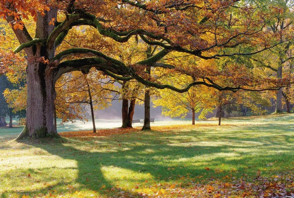 Autumn Park