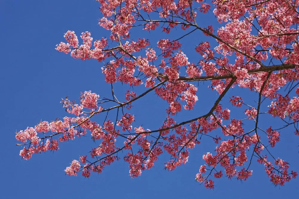 The cherry blossoms